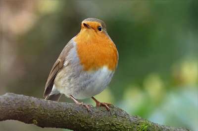 知更鸟 Erithacus Rubecula 鸟 冬天 花园 觅食
