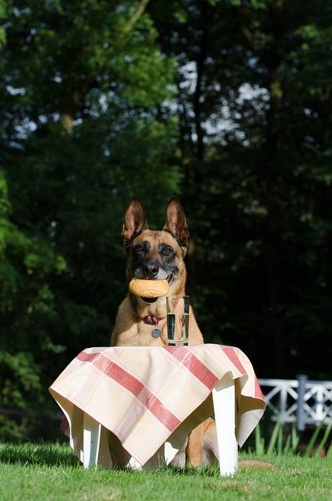 玛利诺犬 比利时牧羊犬 野餐 粗鲁的 狗把戏 把戏 手巧 乐趣