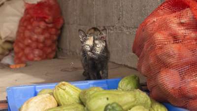 猫 健康 猫健康 蔬菜 绿色 黑猫 动物 捕食者 皮肤 宠物