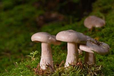 蘑菇 植物 毒菌 苔藓 真菌学 森林 荒野 自然
