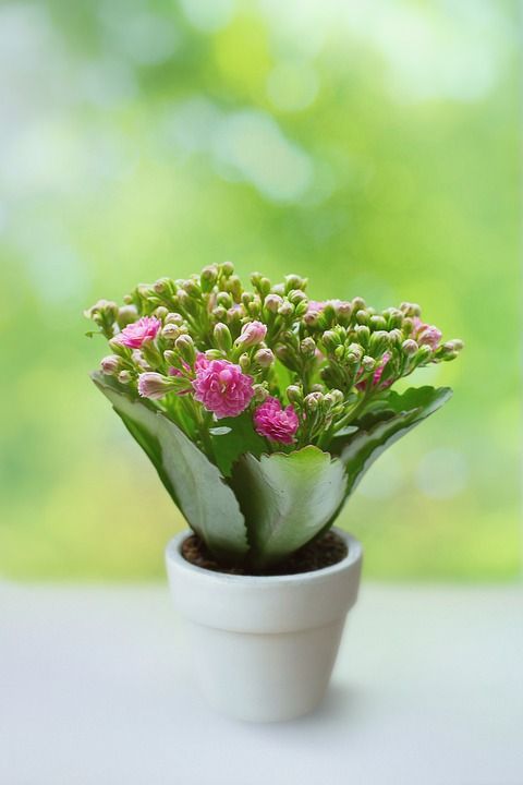 春天 夏天 植物 花瓣 芽 植物群 舒适 家 阳光明媚 天