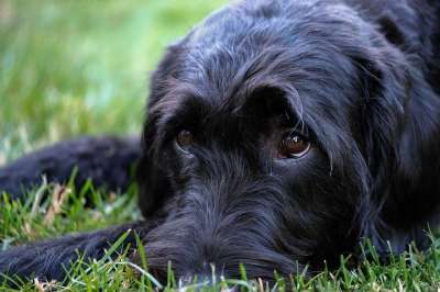 Labradoodle 雪纳瑞犬 巨型雪纳瑞 拉布拉多 国王狮子狗
