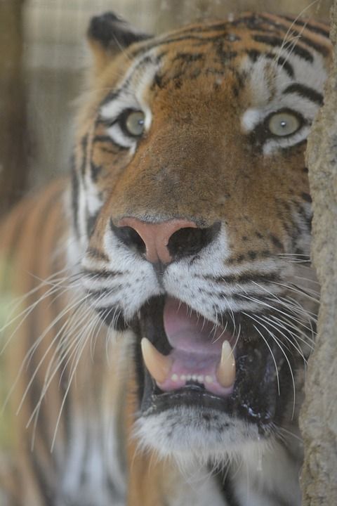 老虎 动物园 大猫 危险的 捕食者 关闭