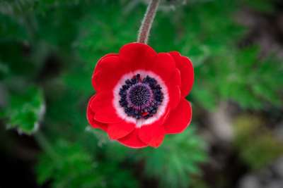 花 海葵 皇冠海葵 红色的 盛开 开花 自然 春天 花园