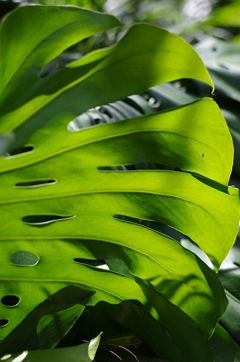 Monstera 猕猴桃 叶子 自然 植物 绿色 绿叶 绿色的树叶