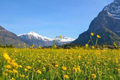 春天 Glarus 春天的草地 盛开 山 阿尔卑斯山 瑞士 景观