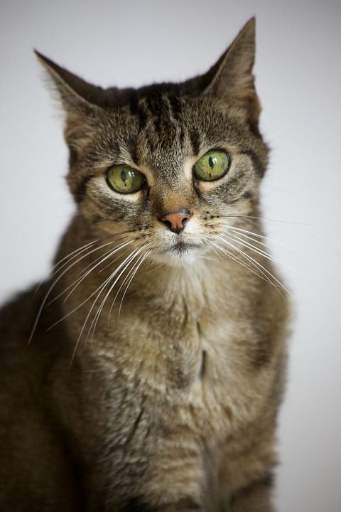 猫 绿色的眼睛 动物肖像 小胡子 晶须 猫耳朵 虎猫 小猫