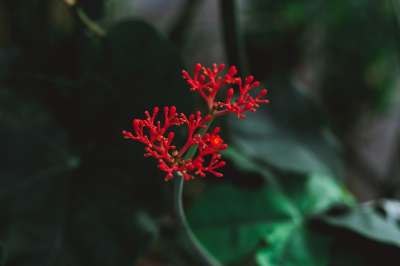 花朵 花瓣 雌蕊 日落 植物群 盛开 开花 植物 热带 花园