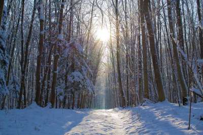 森林 雪 冬天 树木 小路 太阳 树 寒冷的 分行 霜
