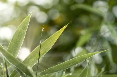 树叶 草 晨露 植物 绿化 露 露滴 飞沫 草地 自然 散景