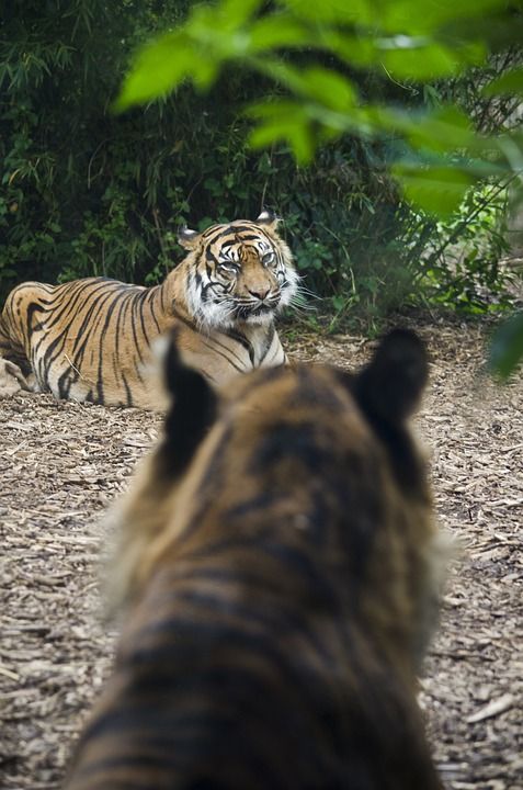 老虎 荒野 猫 动物 捕食者 野生动物 自然 野猫 危险的