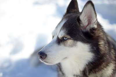 狗 可爱的 动物 犬类 哺乳动物 雪 沙哑 宠物 品种 肖像