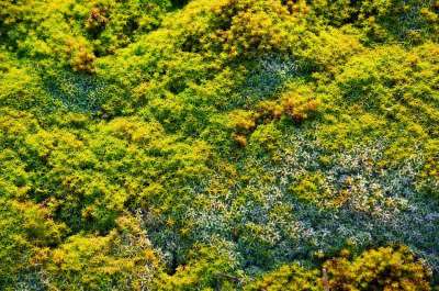 苔藓 宏 关闭 自然 植被 森林 绿色 长满青苔 蘑菇