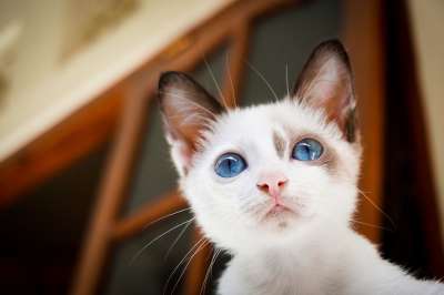 房子 猫 白色的 蓝色的 眼睛 动物 宠物 哺乳动物 棕色的房子