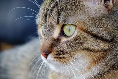 猫 眼睛 家畜 肖像 毛皮 哺乳动物