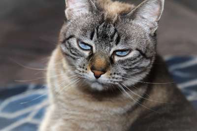 猫 愚蠢的脸 斑 胡子 昏昏欲睡 懒惰 雄猫 注意力 Pat