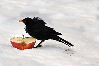 鸟 节气门 Turdus Philomelos 冬天 雪 有风 觅食