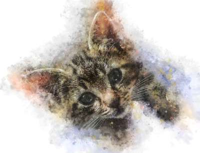 小猫 猫 宠物 动物 基蒂 国内的 年轻 毛皮 肖像 小的