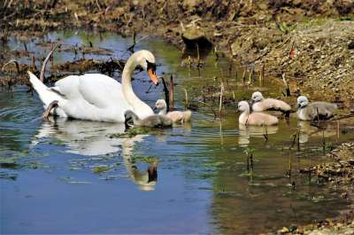 天鹅 Cygnets 鸟类 动物 母亲天鹅 宝宝天鹅 天鹅家庭