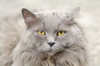 猫 灰色的 动物 可爱的 宠物 小猫 国内的 白色的 眼睛