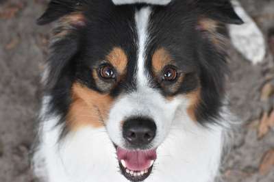 狗 宠物 澳大利亚 澳大利亚牧羊犬 动物 小狗 肖像 犬类 棕色