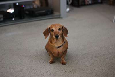 狗 腊肠犬 宠物 灰狗 灰色的宠物
