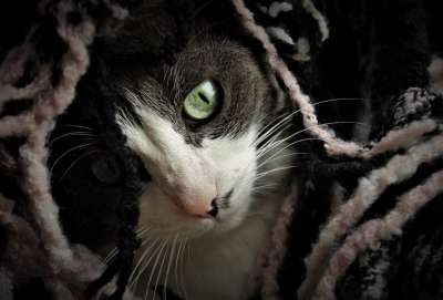 毛皮 胡子 雄猫 外貌 隐 蓬松的 昏昏欲睡 伤心 看 头