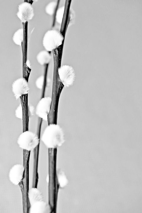 植物 冬天 花 卷须 盛开 寒冷的 雪 灰色的植物 灰色雪