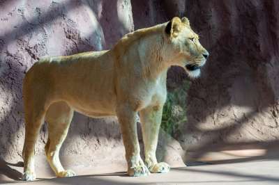 狮子 母狮 动物园 动物 捕食者 自然 猫 大猫 野猫