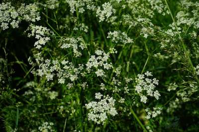 草甸山萝卜 开花 白色的 峨 Chaerophyllum 恩