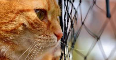 猫 鲭鱼 怀旧 卷筒纸 等待 红色的 大花猫 小猫 红猫 虎猫