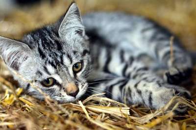 猫 幼兽 小猫 鲭鱼 家猫 家畜 可爱的 野生动物 猫眼