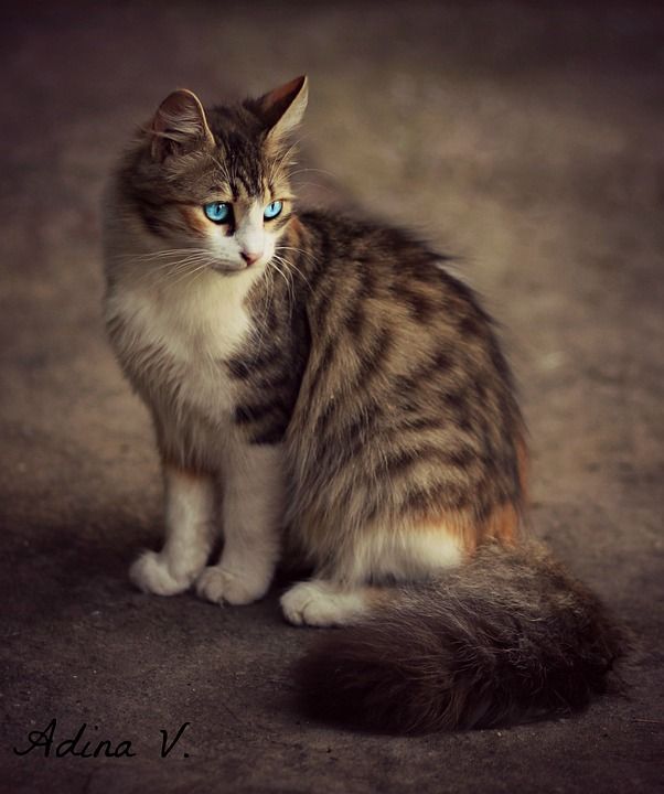 那只猫 蓝眼睛 有色 猫似的 动物 可爱的 美丽 看