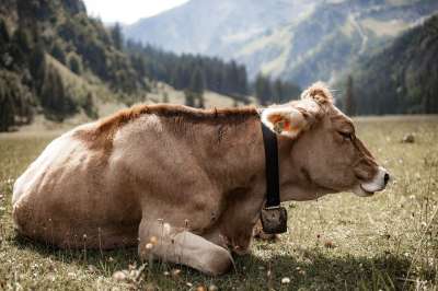 西门塔尔牛 奶牛 牛肉 家畜 牛 牛铃 躺着 农业 牧场 草地