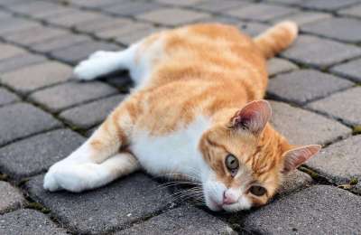 猫 宿醉 家猫 猫脸 厌倦 毛皮 可爱的 放松 棕红色 亲爱的