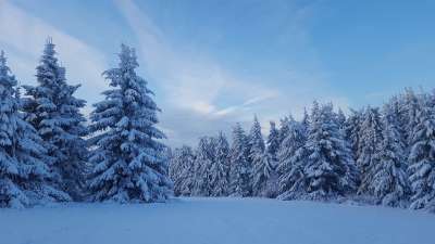 雪 冬天 霜 寒冷的 冻结 季节 枞树 景观 树 雪白色