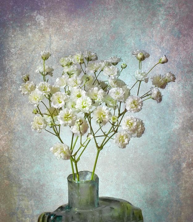 花朵 花瓣 花瓶 装饰 装饰性的 绘画 植物学