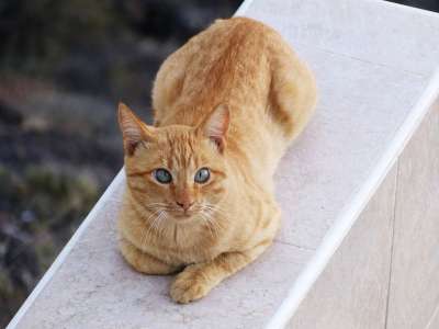 猫 猫科动物 小猫 动物 基蒂 户外 宠物