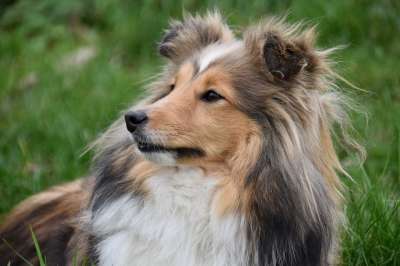 狗 母狗 肖像档案的一条狗 设得兰群岛牧羊犬 纯种狗 婊子Nayana