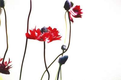 图片 绘 绘画 作画 花 红色的 红色花 海葵 开花了 褪色