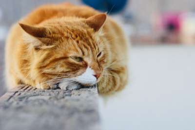 可爱的 动物 猫 宠物 毛皮