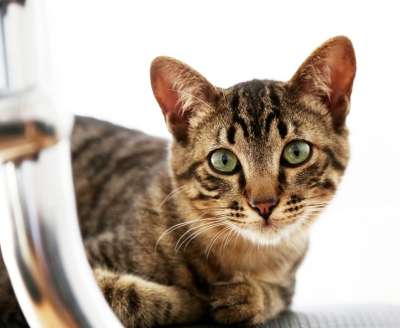 家猫 猫科动物 看着 小猫 宠物 还是猫科动物 家畜 毛茸茸的
