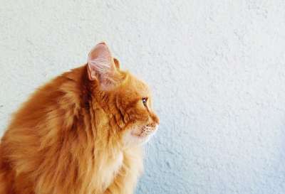 猫 生姜 毛茸茸的猫 宠物 猫看起来 动物 枪口 英俊 红猫