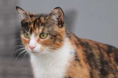 动物 猫 猫科动物 宠物 哺乳动物 毛皮 胡须 特写 品种