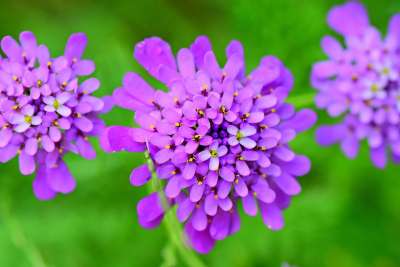 糖果簇 花 植物 Iberis Umbellata 花瓣 开花