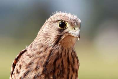 鹘 年轻的Hawk 自由的生活 猛禽 飞出去 羽毛 肖像 野生鸟
