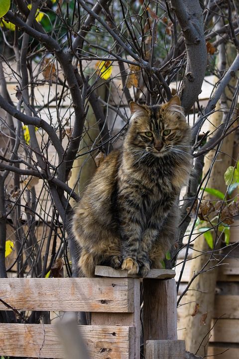 Gato 加图斯 神经系统 Gatitos 猫 Felino
