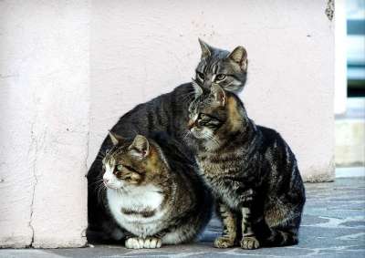 猫咪 猫 动物医院 猫科动物 殖民地的猫 三 动物 家庭 集团