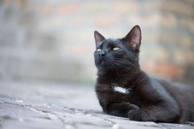 家猫 黑色的猫 小猫 猫 宠物 花园 黑