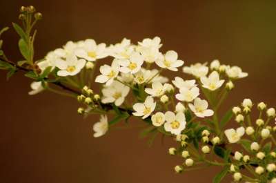 白花 Tawuła 灌木 春天 开花 精美的 白色的 性质